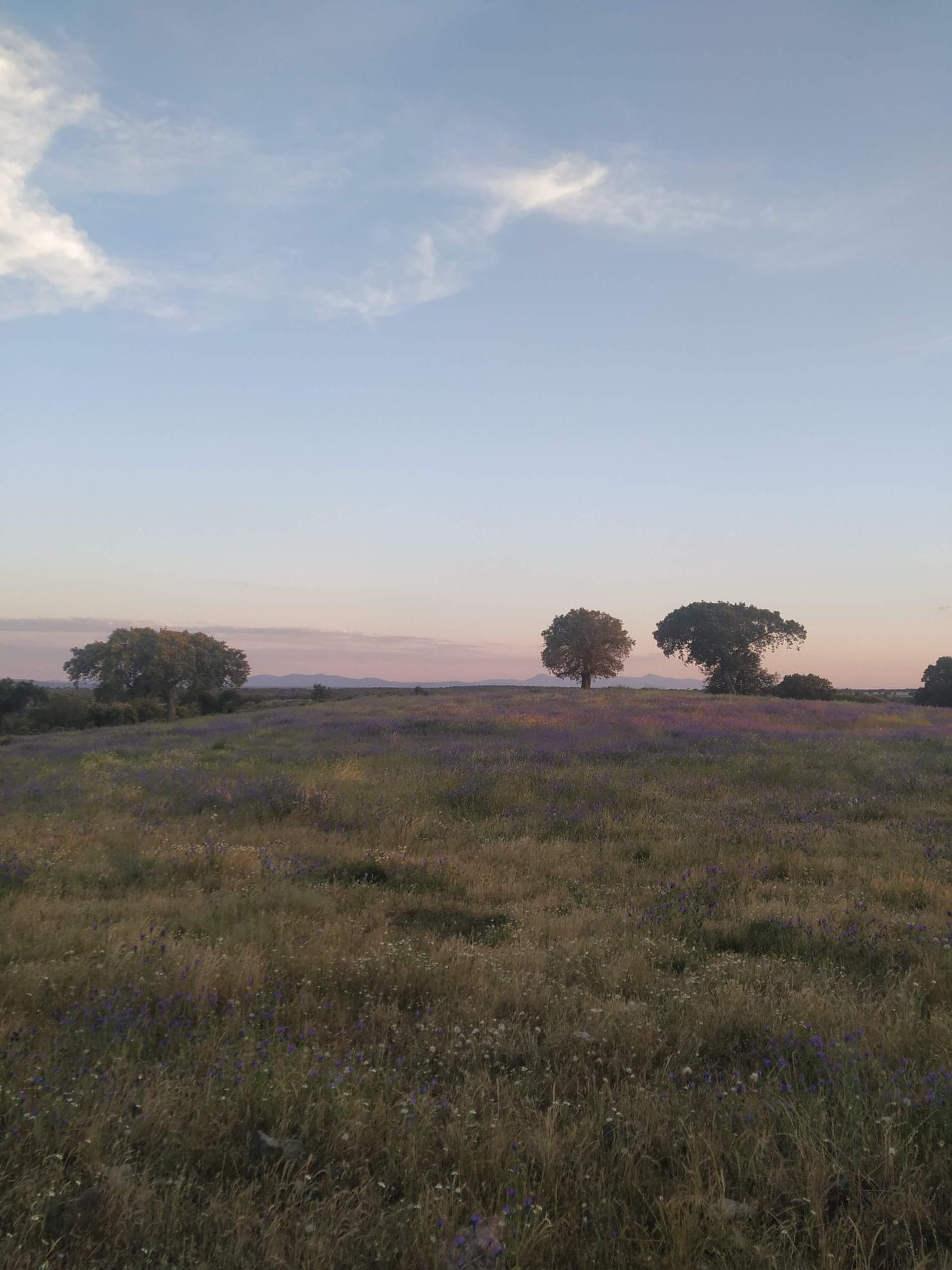 Open countryside with wildflowers and scattered trees at dusk